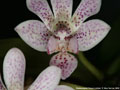 Photo : Phalaenopsis Palace Limited