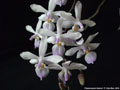 Photo : Phalaenopsis lindenii