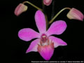 Photo : Phalaenopsis Asahi