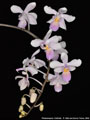 Photo : Phalaenopsis Cellinde