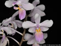 Photo : Phalaenopsis Cellinde