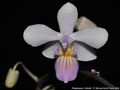 Photo : Phalaenopsis Cellinde