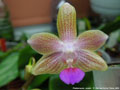 Photo : Phalaenopsis Javalin