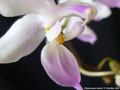 Photo : Phalaenopsis lindenii