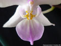 Photo : Phalaenopsis lindenii