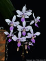 Photo : Phalaenopsis Venus