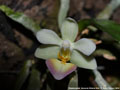 Photo : Phalaenopsis Memoria Mildred Holt