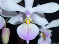 Photo : Phalaenopsis lindenii