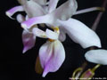 Photo : Phalaenopsis lindenii