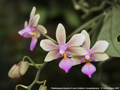 Photo : Phalaenopsis Ecoute s'il pleut