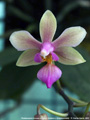 Photo : Phalaenopsis Ecoute s'il pleut