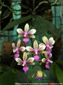 Photo : Phalaenopsis Ecoute s'il pleut