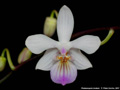 Photo : Phalaenopsis lindenii