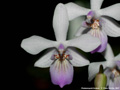Photo : Phalaenopsis lindenii