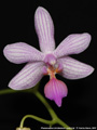 Photo : Phalaenopsis Lili