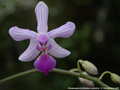 Photo : Phalaenopsis Lili