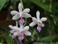 Photo : Phalaenopsis Lili