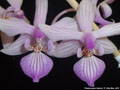 Photo : Phalaenopsis lindenii