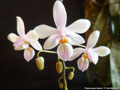 Photo : Phalaenopsis lindenii