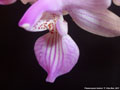 Photo : Phalaenopsis lindenii
