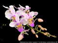 Photo : Phalaenopsis Venus