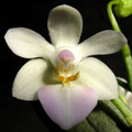 Photo : Regina Elsner / Elsner-Orchideen