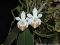 Photo : Phalaenopsis lobbii