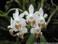Photo : Phalaenopsis lobbii