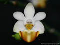 Photo : Phalaenopsis lobbii