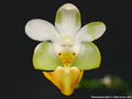 Photo : Phalaenopsis lobbii