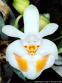 Photo : Phalaenopsis Love Gift