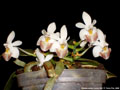 Photo : Phalaenopsis Lovely Kid