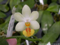 Photo : Phalaenopsis Yaphon Lobspis