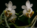 Photo : Phalaenopsis lobbii