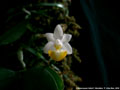 Photo : Phalaenopsis lobbii