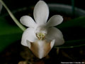 Photo : Phalaenopsis lobbii