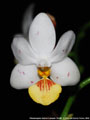 Photo : Phalaenopsis Yaphon Lobspis