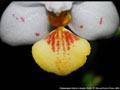 Photo : Phalaenopsis Yaphon Lobspis