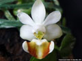 Photo : Phalaenopsis lobbii