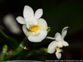 Photo : Phalaenopsis Grassauer Antonia