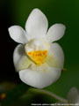 Photo : Phalaenopsis Grassauer Antonia