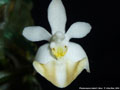 Photo : Phalaenopsis lobbii
