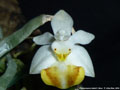 Photo : Phalaenopsis lobbii