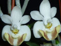Photo : Phalaenopsis lobbii