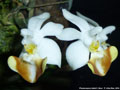 Photo : Phalaenopsis lobbii