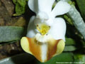 Photo : Phalaenopsis lobbii