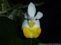 Photo : Phalaenopsis lobbii