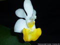 Photo : Phalaenopsis lobbii