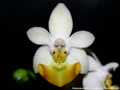 Photo : Phalaenopsis lobbii