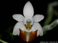 Photo : Phalaenopsis lobbii